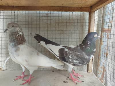 100% grenty wala pair