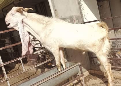 Pure Gulabi Big Size Breeder