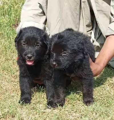 Black German Shepherd Pair | GSD | German Shepherd long coat pupy