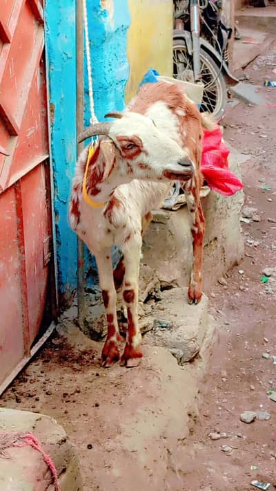 dud wali bakri urgent sale