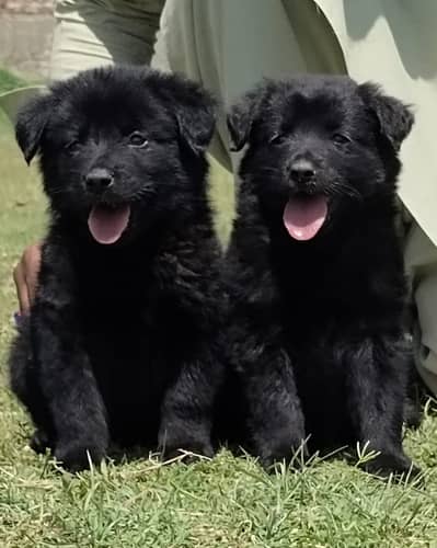 Black German Shepherd Pair | GSD | German Shepherd long coat pupy
