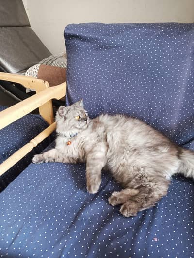 male Persian long triple coat cat