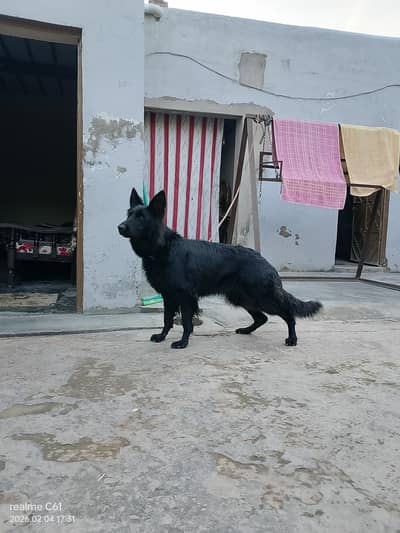 German shepherds breeder female Long haer have bon structure and full
