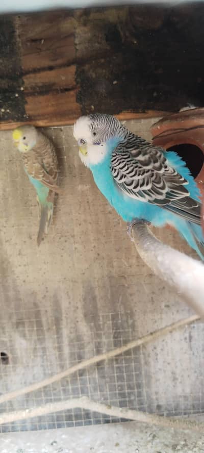 Australian Parrots (budgies)