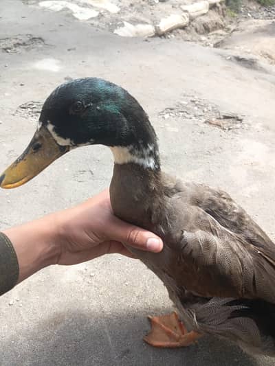 dasi ducks for sale