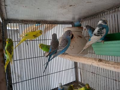 Australian Parrots in good size and health