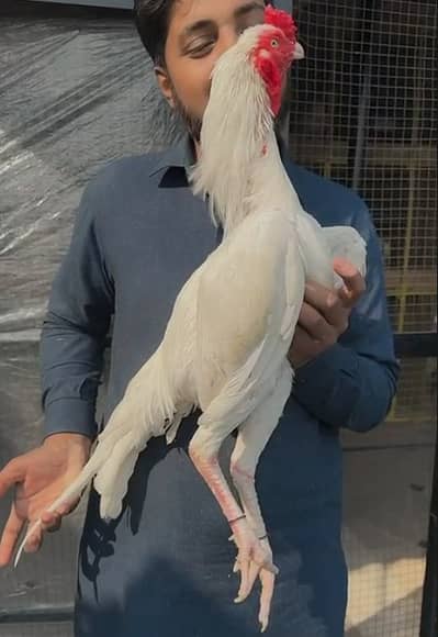 Aseel | heera aseel | white aseel | Heera Aseel | white Hens