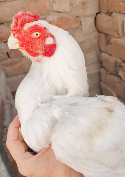 parrot beak long tail