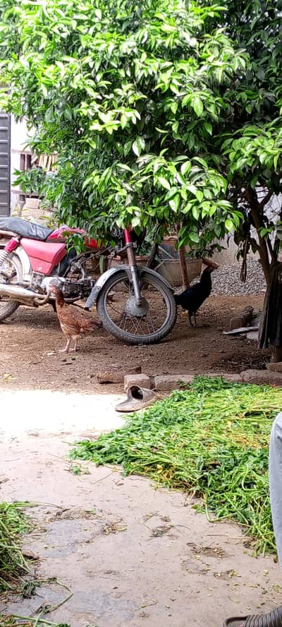 hen for sale krna jis Bhai Lena hai wo rbtan karo video me