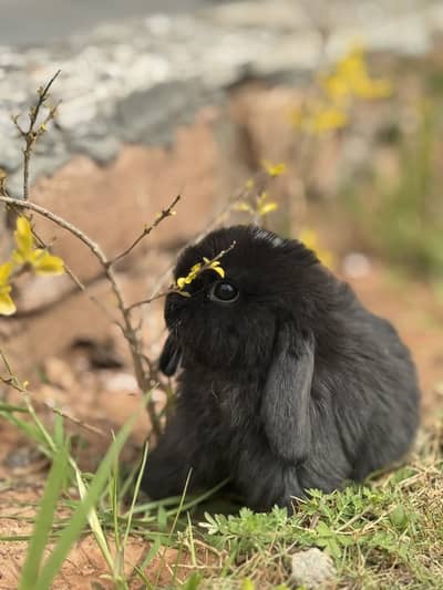 Holland loop punch face