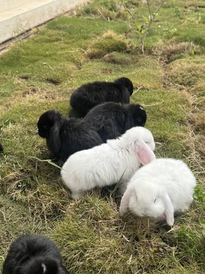 Holland loop punch face