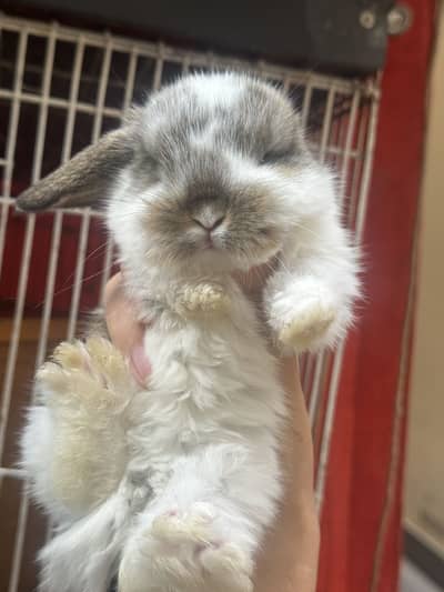 Holland loop punch face