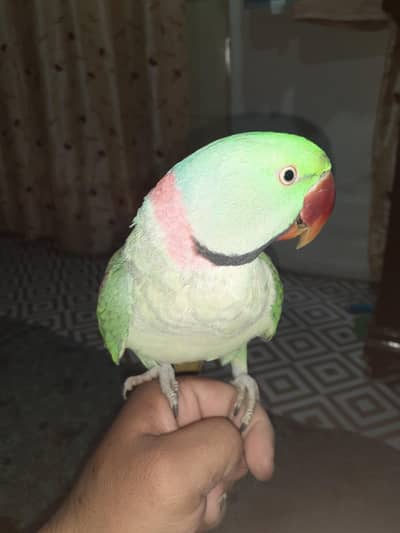 full hand team full talking full breeder