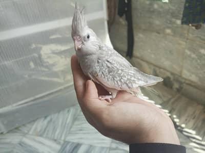 Cocktail chick for hand tame 03442079715