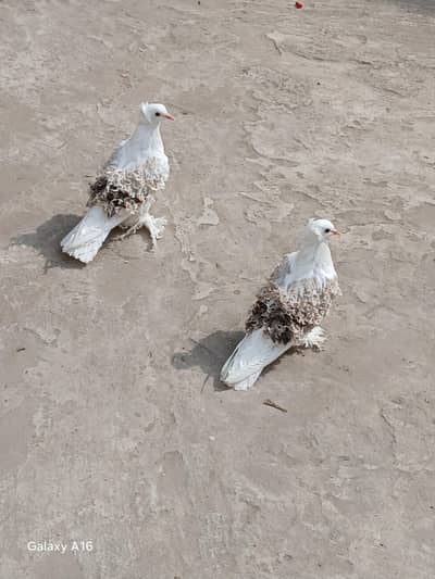 silver seddle frill back confirm pair