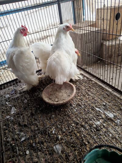 White and Black Bentum Pair