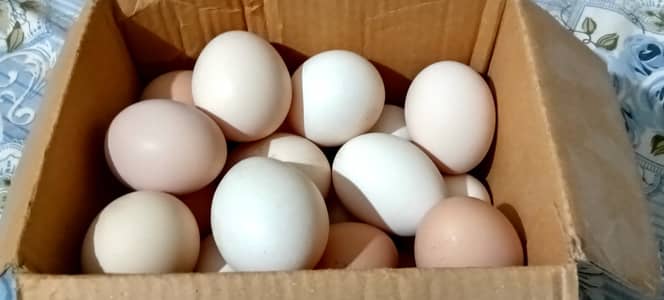 Organic Desi eggs