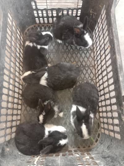 rabbit baby pair for sale 03224186572