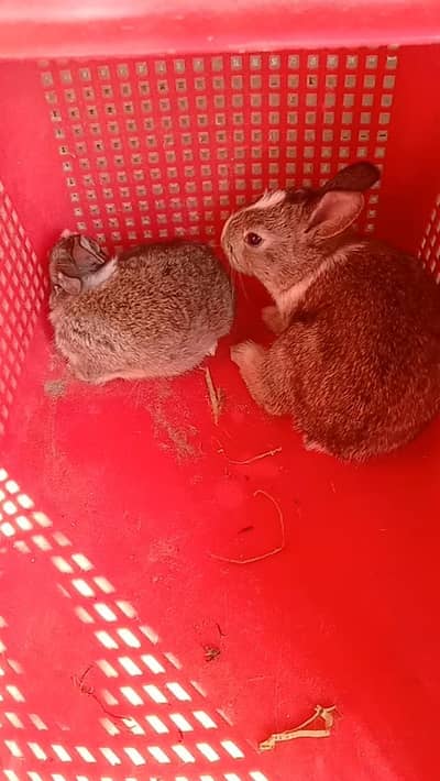 rabbit baby pair for sale 03224186572