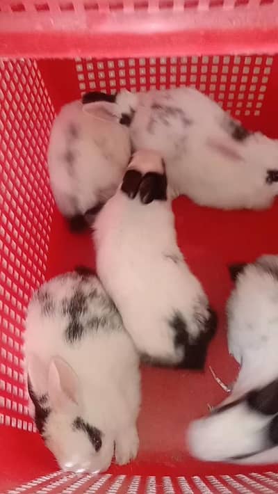 rabbit baby pair for sale 03224186572