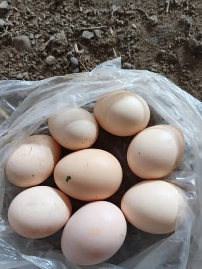 qualty aseel fertile eggs for sell location Peshawar dalazak road