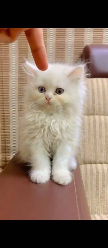 PERSIAN KITTENS