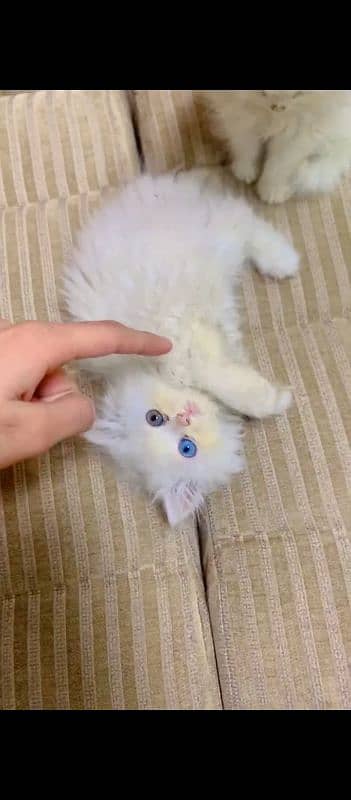 PERSIAN KITTENS 1