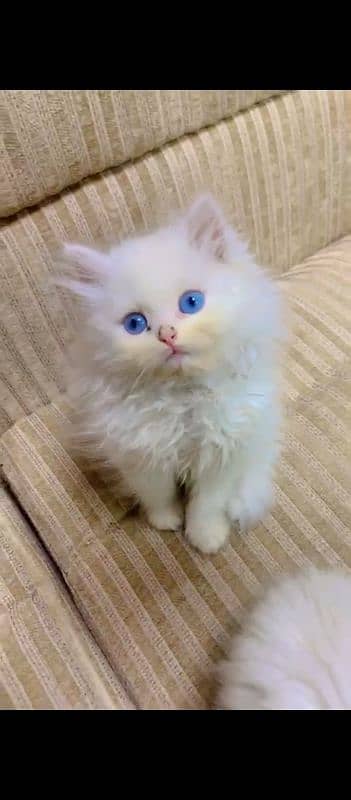 PERSIAN KITTENS 3