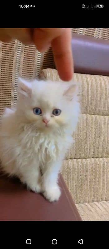 PERSIAN KITTENS 4