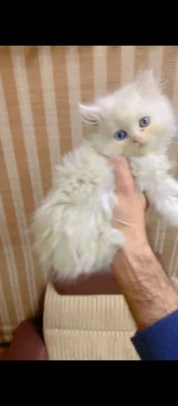 PERSIAN KITTENS 5