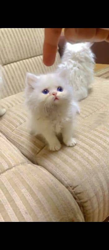 PERSIAN KITTENS 6