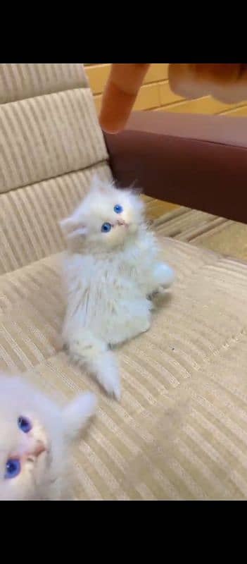 PERSIAN KITTENS 7