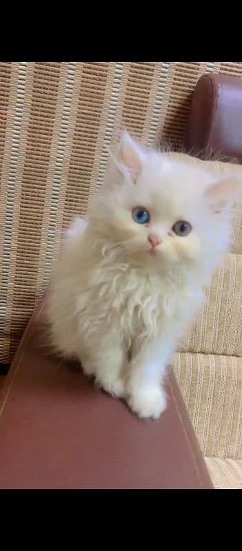 PERSIAN KITTENS 8