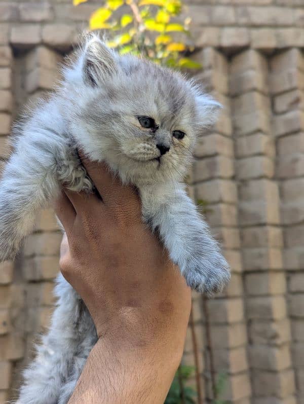 PERSIAN KITTENS 13