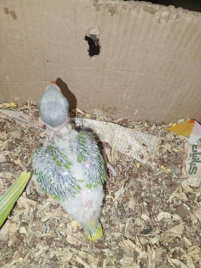 healthy pahadi parrot 1 available