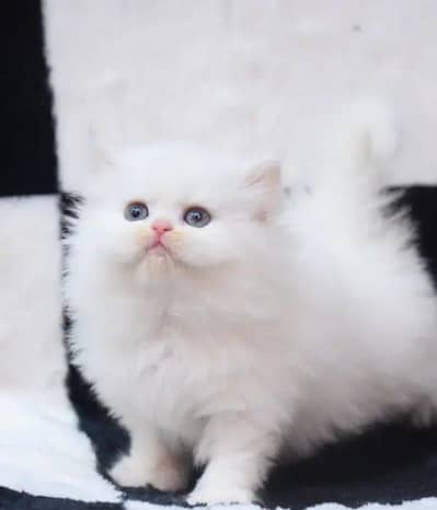 Persian female kitten for sale WhatsApp number 0371-510-27-65
