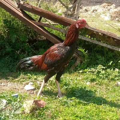 Nasli Lakha Aseel sindhi Murgha for Sale