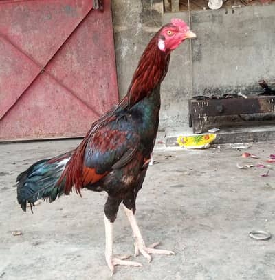 Nasli Lakha Aseel sindhi Murgha for Sale