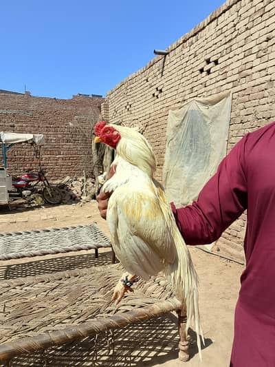 Reza Bredar Pair Zero Size Full good Quality Ma