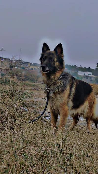 German shepherd female hai Baki long coat