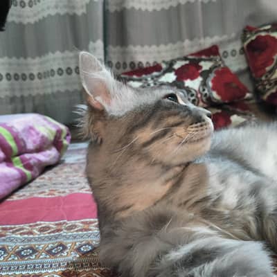 cat for sale urgent.