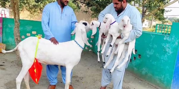 Rajanpuri Bakri Our 3 Bacchon Ka Sath Urgent for sale / 03102718481