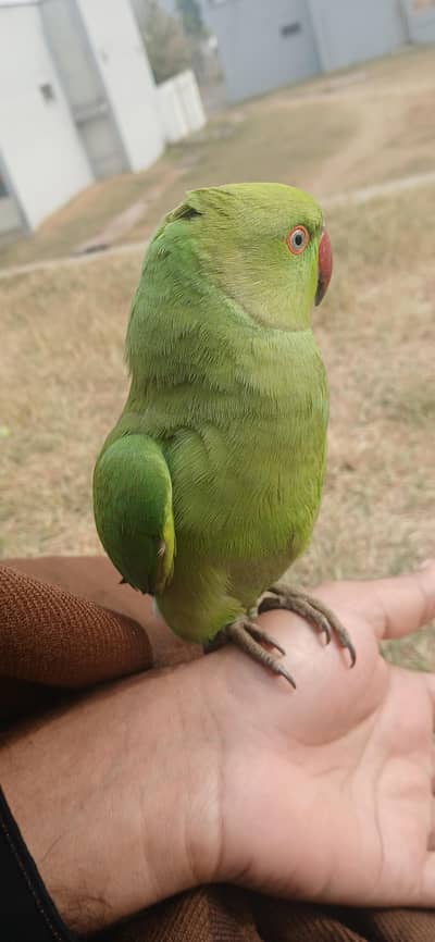 hand mat tha abi time nai dya to drta hai