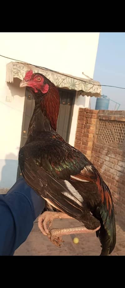 lakha young pattha mazboot  age 7 month