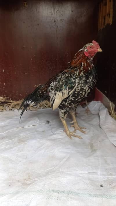 Aseel Cheena | Mushka for sale