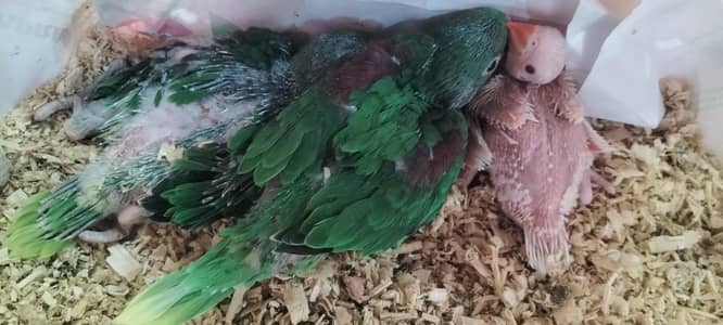 white ring nack  and raw parrot local home breed