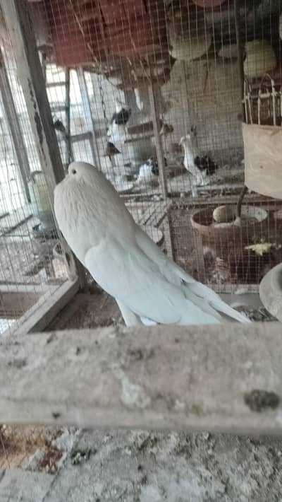 magapie male breeder