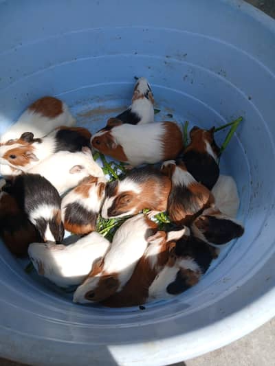 guinea pig hamsters babies and breeder