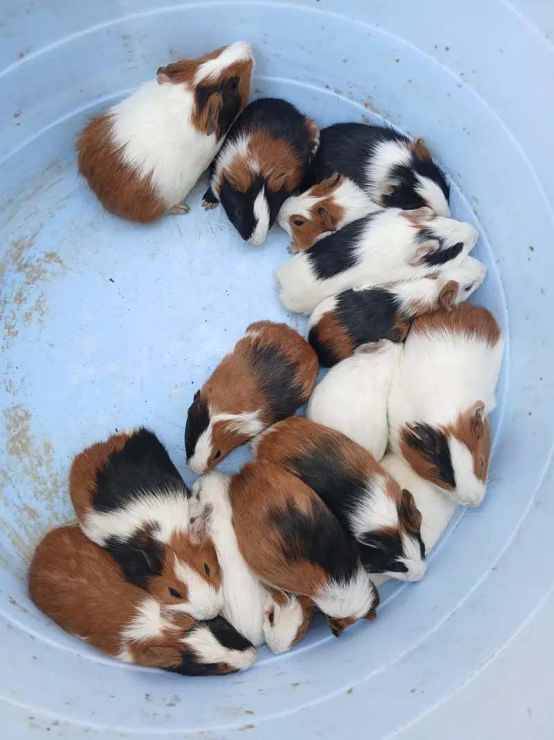guinea pig hamsters babies and breeder — photo 2