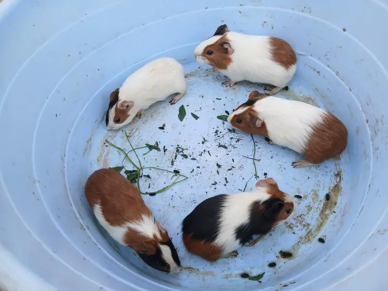 guinea pig hamsters babies and breeder — photo 3